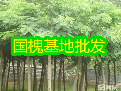 国槐种植基地