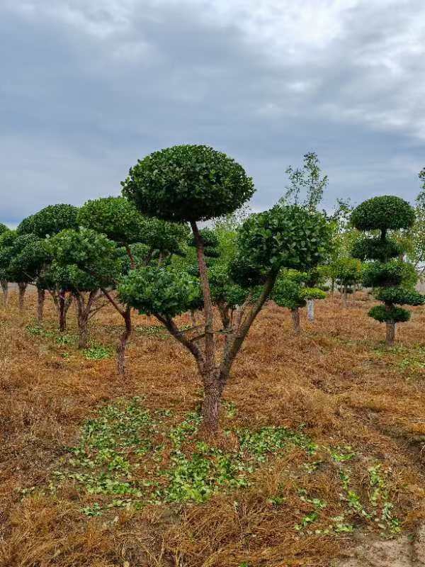 造型卫矛