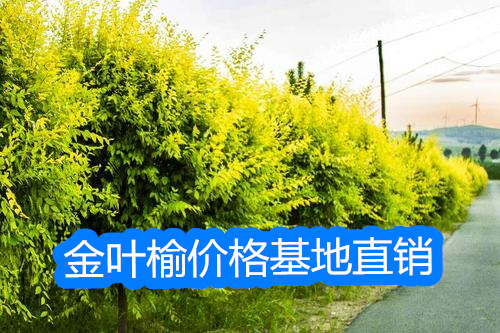 金叶榆的种植密度应如何调整