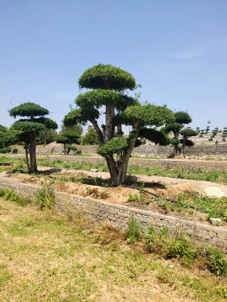 对节白蜡