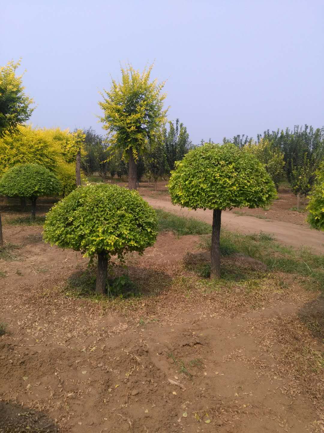 金叶榆移植前需要注意的问题及解决方案